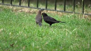 Young Blackbird begging