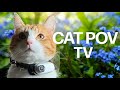 Slow Cat TV - Cat with Camera