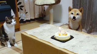 父ちゃんの歌が終わるのを待つお誕生席の犬