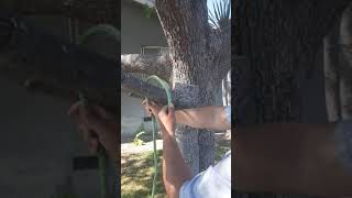 How to Tie the Clove Hitch in Under 30 Seconds