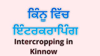 ਕਿਨੂੰ ਵਿਚ ਇੰਟਰਕਰਾਪਿੰਗ किन्नो में इन्टरक्रोप्पिंग Intercropping of Cotton in Kinnow on ridges