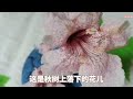 這是秋樹花：花漂亮可觀賞，木堅硬做傢俱不招蟲