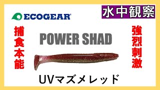 【釣り辞書】エコギア パワーシャッド：ワーム水中観察（スローあり）