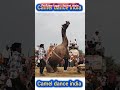 chunni wala unt shree ji todpura cameldance camel