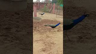 Mor mandli 🦚🦚🥰🥰💫💫#video #lovesong #viralvideo #peacock #funny #shortvideo #shorts