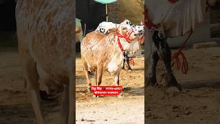 दो दांत 👌 Super Gadri Rathi Cow For Sale Sri Ganganagar Rajasthan India #trending #farm #cow #rathi