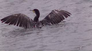 川魚を捕っていた鳥が飛び立つ瞬間！