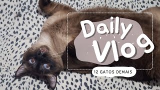 EP.9 | IT'S HOT | DAILY VLOG OF THE 12 EXTRA CATS