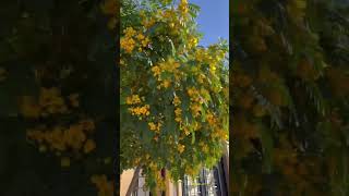 Yellow Poinciana #yellowflowers #flowers  #riyadh #ytshorts #hermzjaz