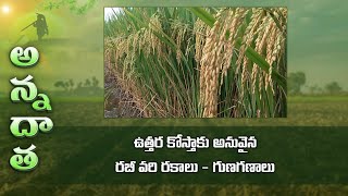 Rabi paddy varieties for North coastal A.P | ETV