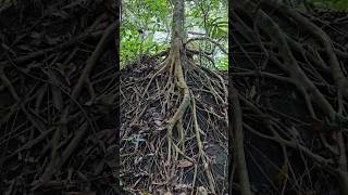 สวยงามมากที่กลาวป่าลึก beautiful tree in Lao jungle