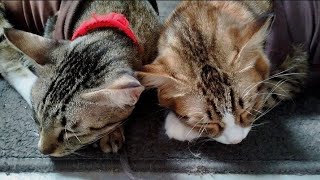 Cats' ears twitching in sleep | cute siblings