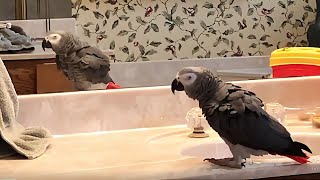 Wacky parrot announces that poops are pretty cool