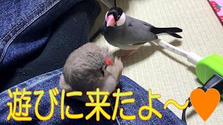 【文鳥・キンカチョウ】Java sparrow and zebra finch visited during cleaning