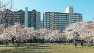 大島小松川公園の桜（自由広場周辺）｜江戸川区のお花見スポット｜Ojima Komatsugawa Park Around Freedom Square Cherry Blossoms