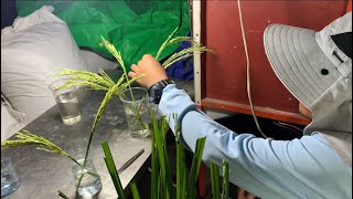 Breeding rice in Cambodia 🇰🇭