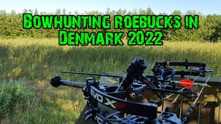 Bowhunting Roebucks in Denmark 2022