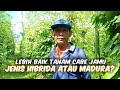 Pemula Wajib Nonton‼️Mending Tanam Cabe Jamu Hibrida Atau Madura