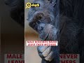 Bonobos: Did you know that Bonobos share 98.7% of their DNA with humans | In depth #shorts