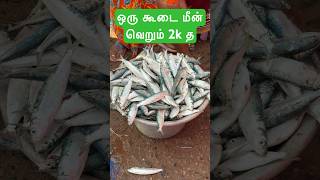 கவலை மீன்  வெறும் 2000 ரூபாய் மத்தி மீன் வரிக்கவலை மீன் #flowerdropsadventures #fishing #fishmarket