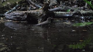 山中湖 大洞の泉のクロツグミ（雌）の水浴び　その４２（4K60P動画）