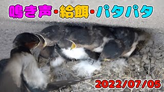 今日の鳴き声・給餌・パタパタ練習　2022/07/05