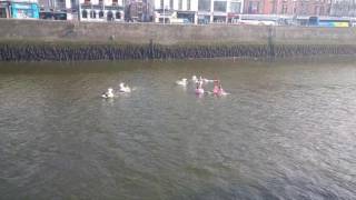 Young lads sailing the Liffey on rubber unicorns and flamingos.