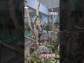 インディコ u0026つくし🐨平川動物公園 コアラ