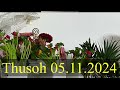 Thusoh 5November 2024