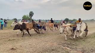 Watch; தமிழர் பாரம்பரியம் | 35 காளைகள் பங்கேற்ற “இரட்டை மாட்டு வண்டி சவாரி“