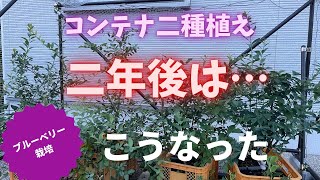 【ブルーベリー栽培】コンテナ二種植え2年後はこうなった