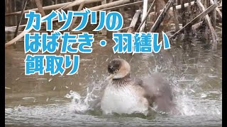 カイツブリの羽ばたき・羽繕いと餌取り（スロー再生つき）