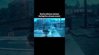 Ducks witness Meteor Shower During Live Stream Event | #shorts #ducks #twitch #meteor #space #animal