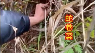 农村不起眼的“蛇卷菜”，很多城市里都没吃过，赶紧来认识一下