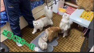 ご飯くださ～い🍽 【ペルシャ猫.Persian.チンチラゴールド.チンチラシルバー】