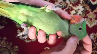 Pui bland de papagal / Hand reared parrot