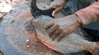 Rup chanda Fish Cutting skills l lady fish cutting skills l fastest fish cutting skills