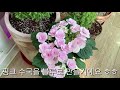 애니시다 활짝 핀 베란다 놀러오세요 indoor garden of march