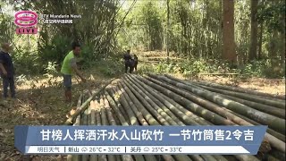 开斋节竹筒饭飘香时  丹州乡民入山砍竹忙【2023.04.23 八度空间华语新闻】