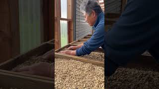 Uncle explaining how to toss #coffee parchment in Korean 🤙 #hawaii #coffeefarm