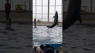 大洗水族館　いるか