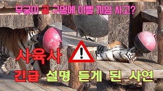 (봉화sun)(호랑이숲)(범궁남매)사육사🧯긴급 설명 듣게 된 사연 🐯 무궁이🐯 공 ⚽️구멍에 🕳이빨 끼임 사건