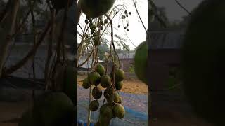 আলহামদুলিল্লাহ,গাছে অনেক আমড়া ধরেছে।Alhamdulillah, the tree has caught a lot of fruit.