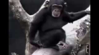 Monkey Smells Finger, Falls out of Tree....epic!