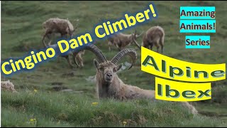 Alpine Ibex facts 🦌 Steinbock 🦌 Bouquetin 🦌 Ibex 🦌emblem of Gran Paradiso And Vanoise National Park🏞