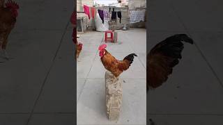 Adorable Rooster Crowing Sounds | Amazing Rooster Crowing Loudly | shorts🐓💕