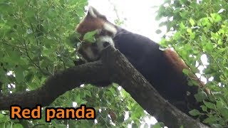 木登り大好き😆レッサーパンダ⑭　Red panda tree climbing【埼玉県こども動物自然公園】