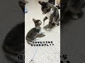 姉妹猫 shorts cat 保護猫 猫 memes cute trending kitten