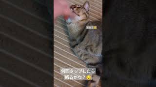 何回タップしたら怒るかな？ #猫のいる暮らし #cat ＃保護猫 #キジトラ猫＃ハルちゃん #猫好きさんと繋がりたい