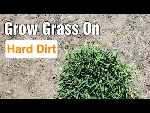 Will grass seed grow on top of dirt?